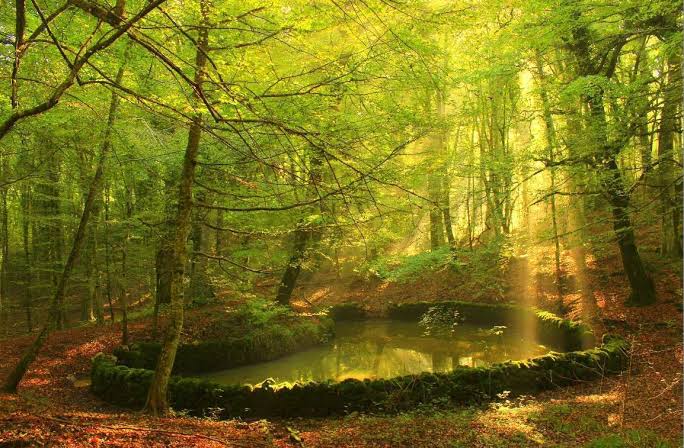 Foresta Mercadante e Foresta Umbra: i due boschi della Puglia dove si sta al fresco